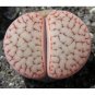 Fresh 100pcs L. pseudotruncatella C73 Succulents Garden Plants Seeds