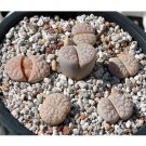 Fresh 100pcs Lithops gracilidelineata C243 Succulents Garden Plants Seeds