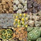 Fresh 100pcs LITHOPS dorothea Succulents Garden Plants Mix Seeds