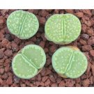 Fresh 100pcs salicola malachite C56A Combination Succulents Seeds