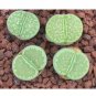 Fresh 100pcs salicola malachite C56A Combination Succulents Seeds