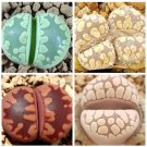 Fresh 100pcs LITHOPS otzeniana Succulents Garden Plants Mix Seeds