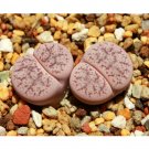 Fresh 100pcs Lithops pseudotruncatella c187 Garden Plants Seeds