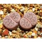 Fresh 100pcs Lithops pseudotruncatella c187 Garden Plants Seeds
