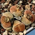 Fresh 100pcs LITHOPS aucampiae C46 Succulents Garden Plants Seeds
