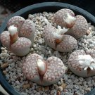 Fresh 100pcs Lithops julii C161 Succulents Garden Plants Seeds