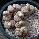Fresh 100pcs Lithops karasmontana C225 Succulents Garden Plants Seeds