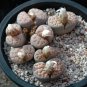 Fresh 100pcs Lithops karasmontana C225 Succulents Garden Plants Seeds