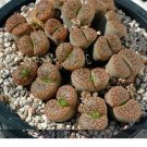 Fresh 100pcs Lithops bromfieldii C042 Succulents Garden Plants Seeds
