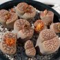 Fresh 100pcs Lithops bromfieldii C348 Succulents Garden Plants Seeds