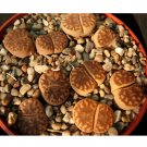 Fresh 100pcs Lithops bromfieldii C368 Succulents Garden Plants Seeds