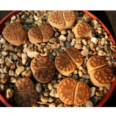 Fresh 100pcs Lithops bromfieldii C368 Succulents Garden Plants Seeds