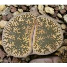 Fresh 100pcs Lithops lesliei C341 Succulents Garden Plants Seeds