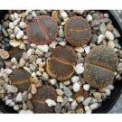 Fresh 100pcs LITHOPS aucampiae C298 Succulents Garden Plants Seeds