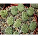Fresh 100pcs Lithops C56A Succulents Garden Plants Seeds