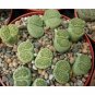 Fresh 100pcs Lithops C56A Succulents Garden Plants Seeds
