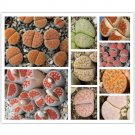 Fresh 100pcs Lithops karasmonta Succulents Garden Plants Seeds