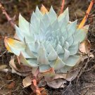 Fresh 20pcs Dudleya anthonyi Mision Succulents Garden Plants Seeds