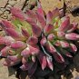 Fresh 20pcs Dudleya acuminata Succulents Garden Plants Seeds