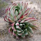 Fresh 20pcs Dudleya cultrata Succulents Garden Plants Seeds