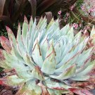 Fresh 20pcs Dudleya brittonii Succulents Garden Plants Seeds