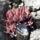 Fresh 20pcs Dudleya abramsii Succulents Garden Plants Seeds