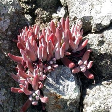 Fresh 20pcs Dudleya abramsii Succulents Garden Plants Seeds