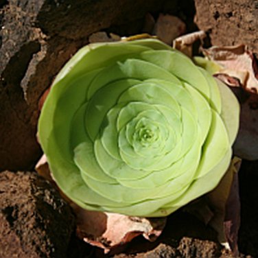 Fresh 20pcs Greenovia diplocycla ex La Gomera Alojera Succulents Garden s Seeds