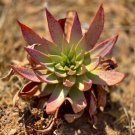 Fresh 20pcs Dudleya lanceolata Succulents Garden Plants Seeds