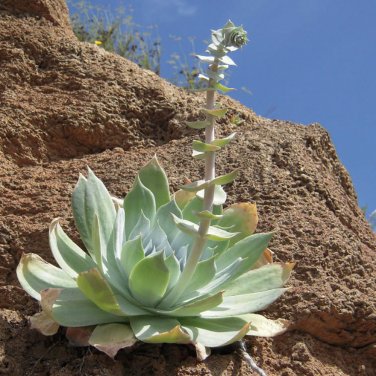 Fresh 20pcs Dudleya pulverulenta Succulents Garden Plants Seeds