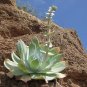 Fresh 20pcs Dudleya pulverulenta Succulents Garden Plants Seeds