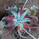 Fresh 20pcs Dudleya collomiae Succulents Garden Plants Seeds