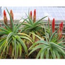 Fresh 10pcs Aloe speciosa Succulents Garden Plants Seeds