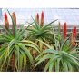 Fresh 10pcs Aloe speciosa Succulents Garden Plants Seeds