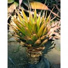 Fresh 10pcs Aloe lineata Succulents Garden Plants Seeds