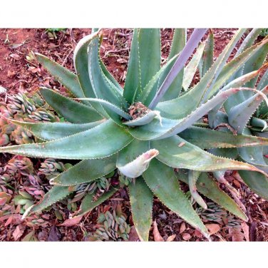 Fresh 10pcs Aloe globuligemma Succulents Garden Plants Seeds