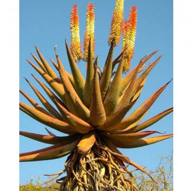 Fresh 10pcs Aloe candelabrum Succulents Garden Plants Seeds