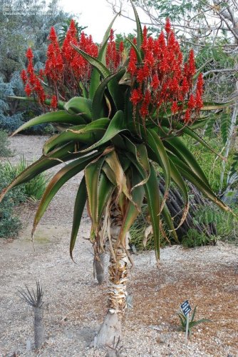 Fresh 10pcs Aloe vaombe Succulents Garden Plants Seeds