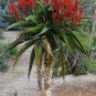 Fresh 10pcs Aloe vaombe Succulents Garden Plants Seeds