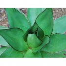 Fresh 10pcs Agave chazaroi Succulents Garden Plants Seeds