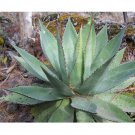 Fresh 10pcs Agave obscura Xalapa Succulents Garden Plants Seeds