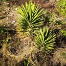 Fresh 10pcs Agave karwinskii Succulents Garden Plants Seeds