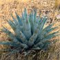 Fresh 10pcs Agave chrysantha Succulents Garden Plants Seeds