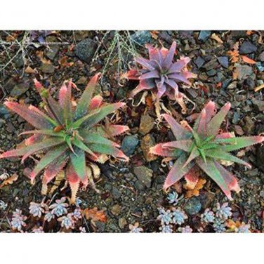 Fresh 10pcs Aloe Mudenensis Succulents Garden Plants Seeds