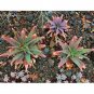 Fresh 10pcs Aloe Mudenensis Succulents Garden Plants Seeds
