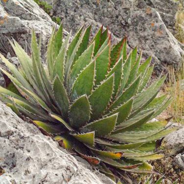 Fresh 10pcs Agave Garciae Mendozae Agave Garden Plants Seeds