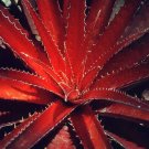 Fresh 10pcs Agave Kerchovei Huajuapan Red Agave Garden Plants Seeds