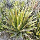 Fresh 10pcs Agave triangularis Subintegra Seeds Succulents Garden Plants Seeds