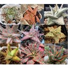 Fresh 10pcs Aloe Mixed Seeds Succulents Garden Plants Seeds