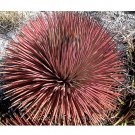 Fresh 10pcs Agave Stricta Rubra * Red Hedgehog Agave * Spiny Succulent * 10 Seeds
